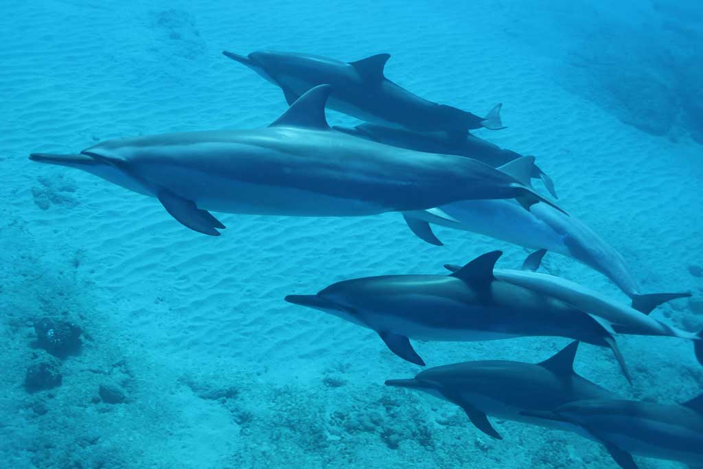 Avvistare i delfini a Lampedusa