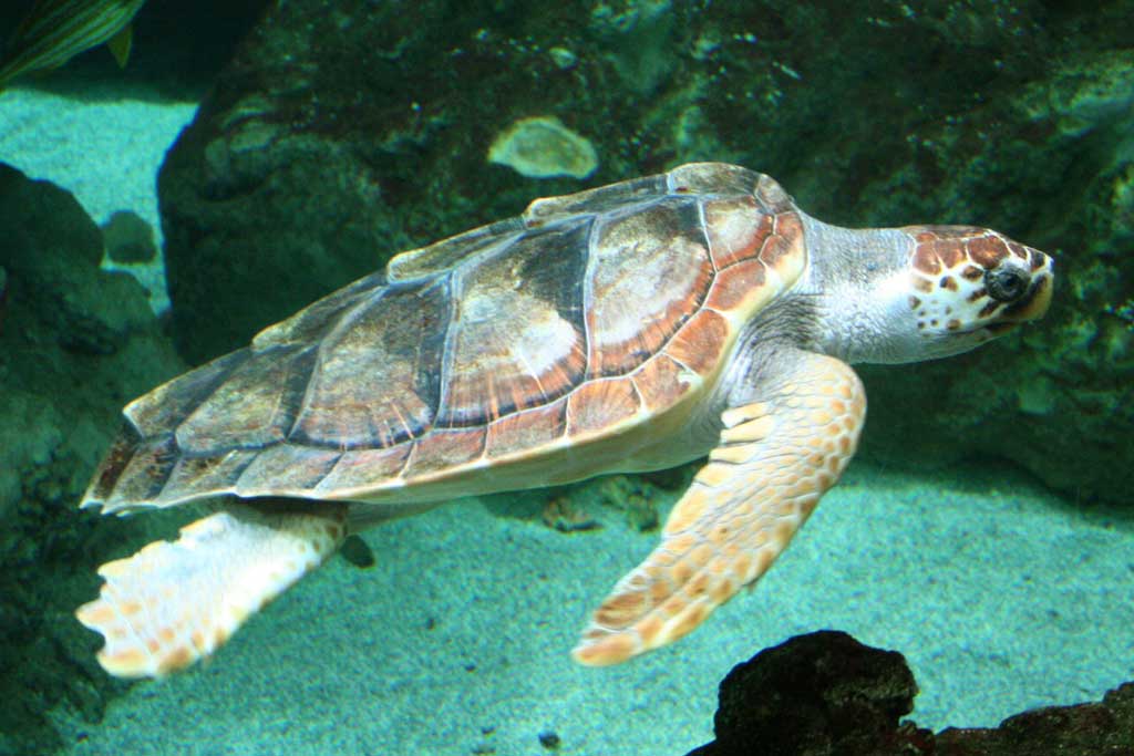 Le tartarughe Caretta Caretta a Lampedusa