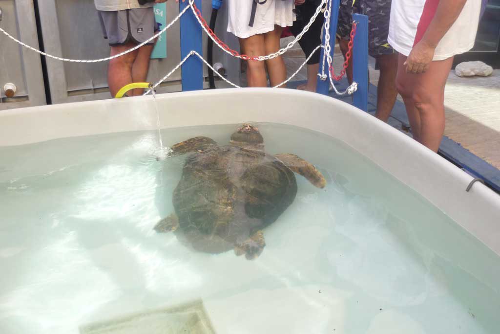 Visita al centro WWF a Lampedusa