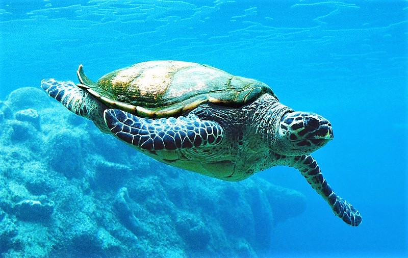 Tartaruga Caretta Caretta a Lampedusa