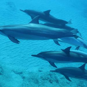 Avvistare i delfini a Lampedusa